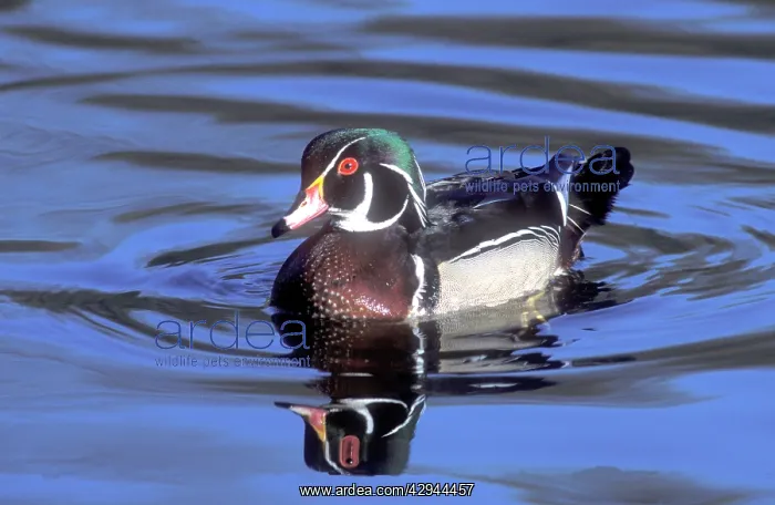  : Male wood duck, During fall migration