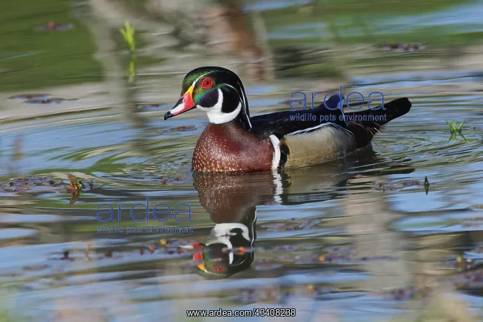 : Male, wood Duck, Kentucky : Male, wood Duck, Kentucky