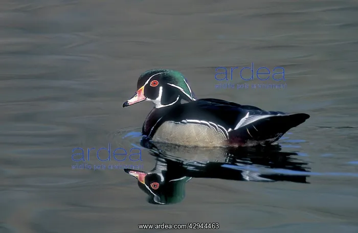 : Male wood duck resting during fall migration : Male wood duck resting during fall migration