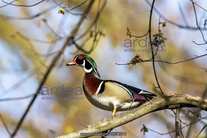 : Male wood duck in tree in Defiance, Ohio, USA. (Editorial : Male wood duck in tree in Defiance, Ohio, USA. (Editorial