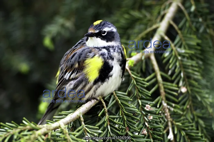 : Male Yellow-Rumped Warbler : Male Yellow-Rumped Warbler