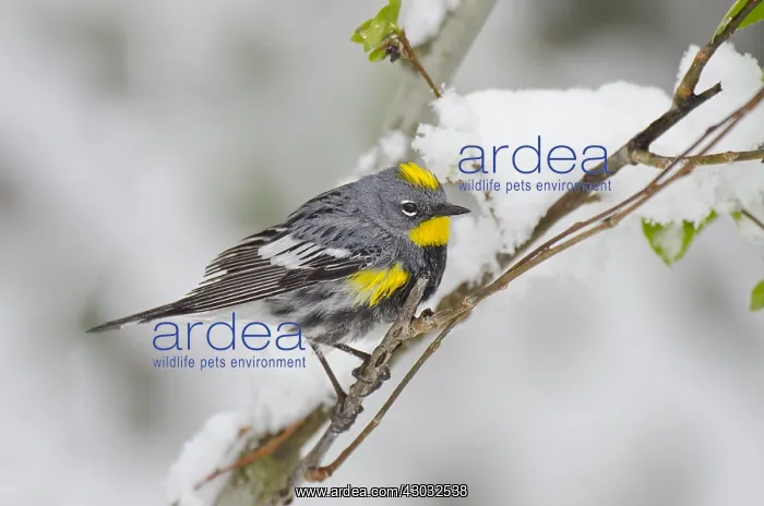: Male Yellow-rumped Warbler or Audubon's Warbler : Male Yellow-rumped Warbler or Audubon's Warbler