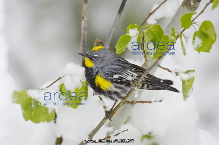 : Male Yellow-rumped Warbler or Audubon's Warbler : Male Yellow-rumped Warbler or Audubon's Warbler