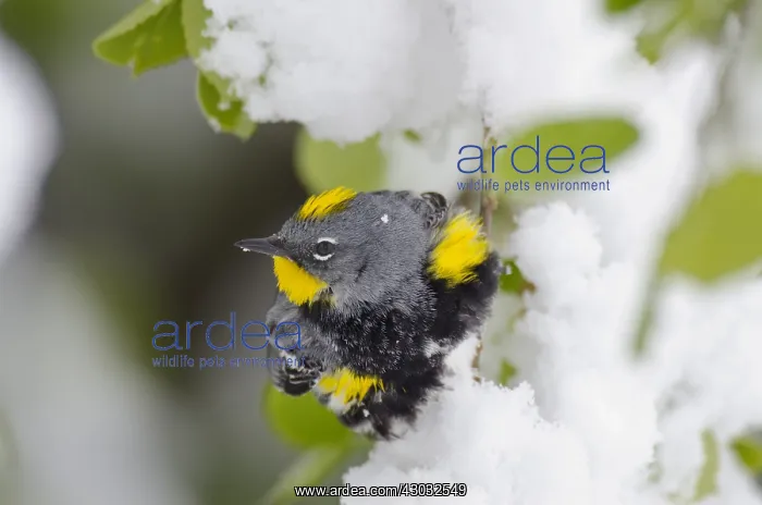 : Male Yellow-rumped Warbler or Audubon's Warbler : Male Yellow-rumped Warbler or Audubon's Warbler