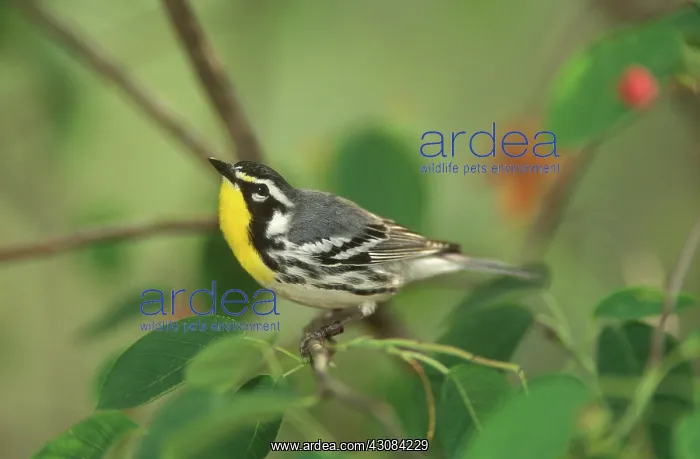 : Male Yellow-throated Warbler : Male Yellow-throated Warbler