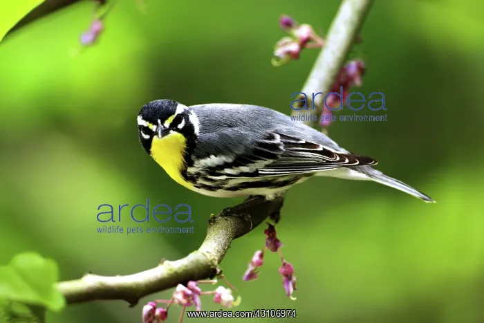 : Male Yellow-Throated Warbler : Male Yellow-Throated Warbler