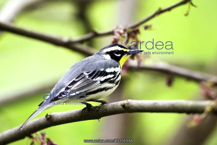 : Male Yellow-Throated Warbler : Male Yellow-Throated Warbler