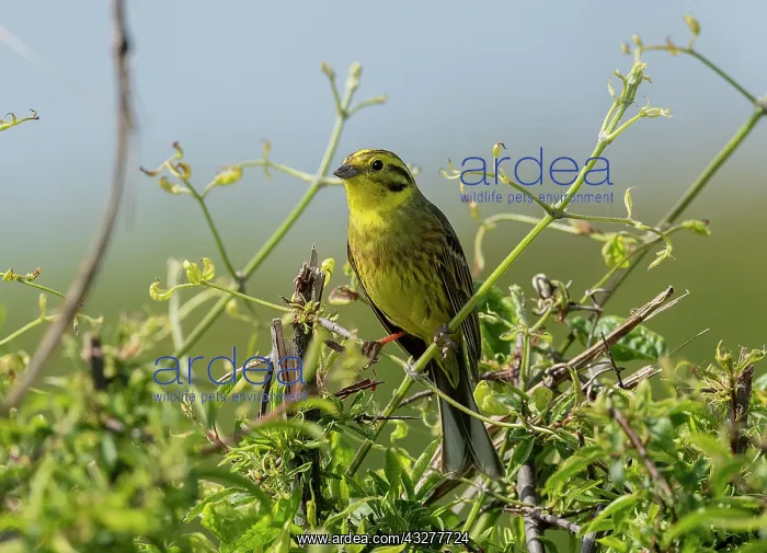 : Male Yellowhammer, Emberiza citrinella in hedge : Male Yellowhammer, Emberiza citrinella in hedge