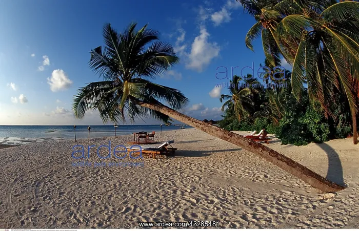 : Maledivischer Strand, Malediven, Indischer Ozean : Maledivischer Strand, Malediven, Indischer Ozean