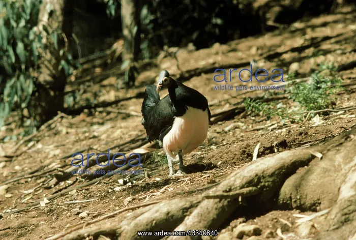 : MALEO  /  Gray's Brush Turkey