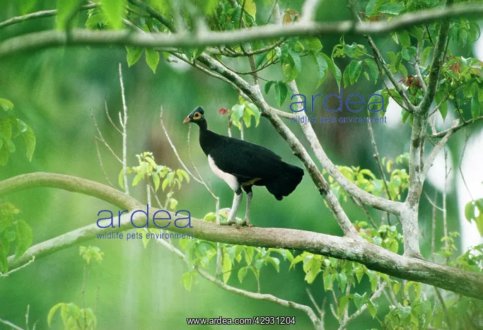 : Maleo / Maleo Megapode / Gray's Brush-turkey : Maleo / Maleo Megapode / Gray's Brush-turkey