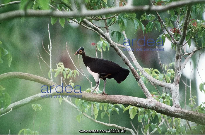 : MALEO - standing on branch : MALEO - standing on branch