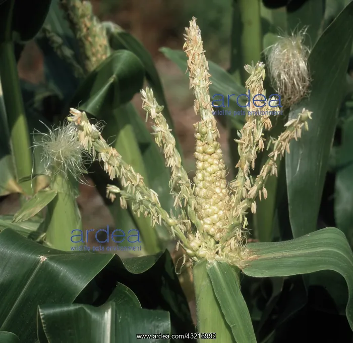 : Malformed corn tassel : Malformed corn tassel