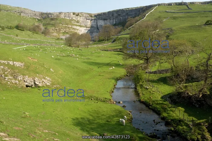  : Malham Cove and the river issuing from it