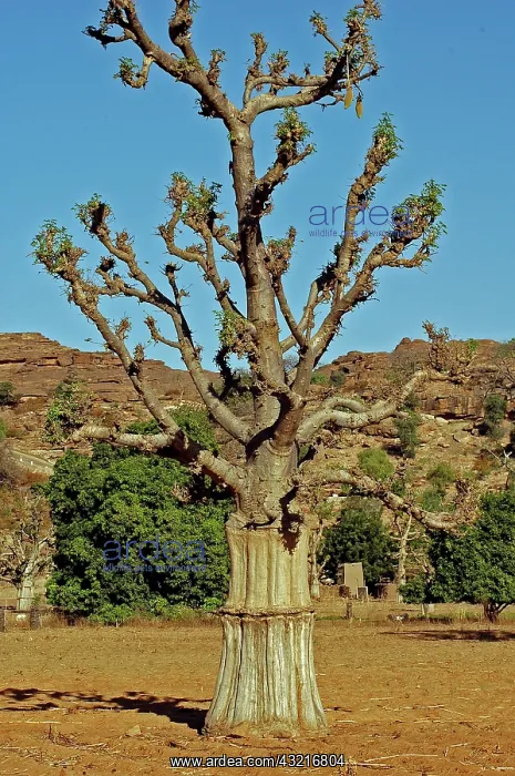 : MALI, Dogon Lands. Baobab tree in a field : MALI, Dogon Lands. Baobab tree in a field
