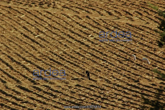 : MALI, Dogon Lands. Overview of the plain : MALI, Dogon Lands. Overview of the plain