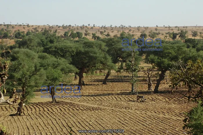 : MALI, Dogon Lands. Overview of the plain : MALI, Dogon Lands. Overview of the plain