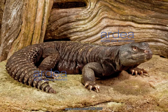 : Mali Uromastyx, Uromastyx maliensis, Native : Mali Uromastyx, Uromastyx maliensis, Native