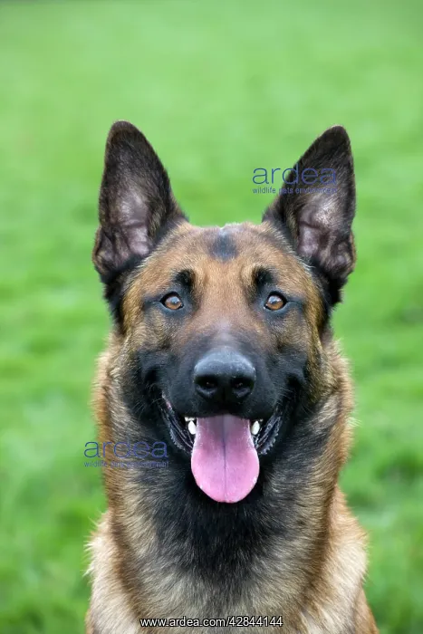  : Malinois  /  Belgian Shepherd Dog