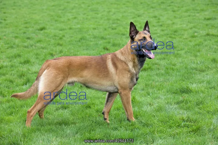  : Malinois  /  Belgian Shepherd Dog
