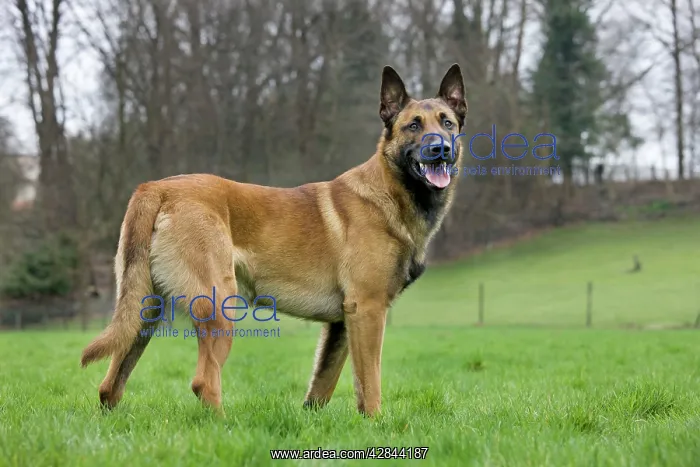  : Malinois  /  Belgian Shepherd Dog