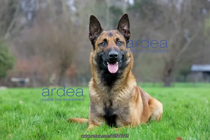  : Malinois  /  Belgian Shepherd Dog