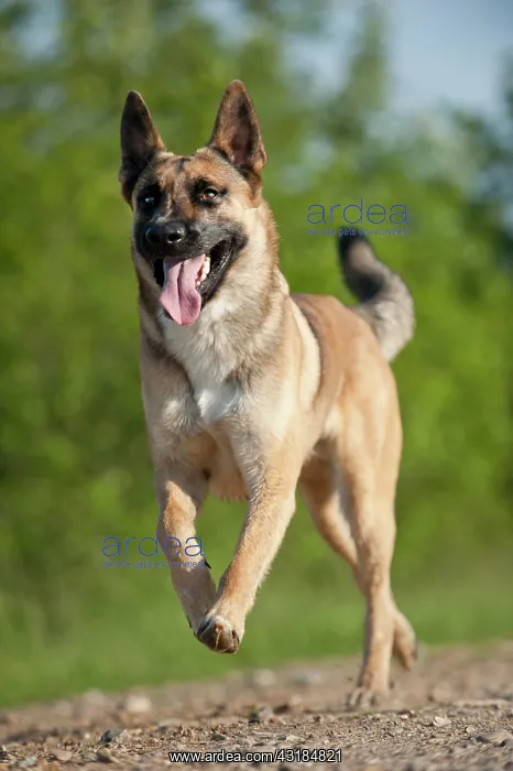 : Malinois or Belgian Shepherd Dog galloping : Malinois or Belgian Shepherd Dog galloping