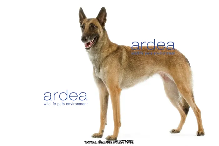 : Malinois / Belgian Shepherd Dog. Also know as Chien : Malinois / Belgian Shepherd Dog. Also know as Chien