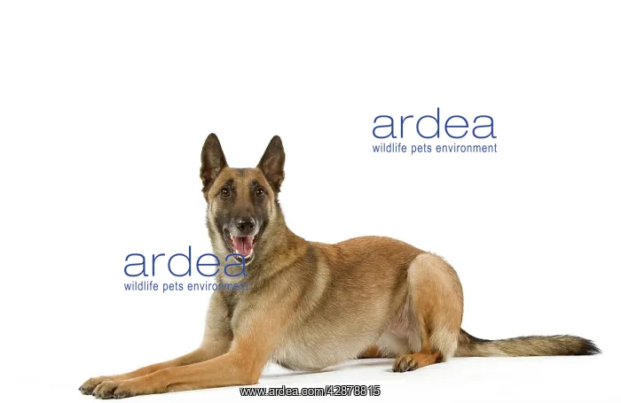 : Malinois / Belgian Shepherd Dog. Also know as Chien : Malinois / Belgian Shepherd Dog. Also know as Chien