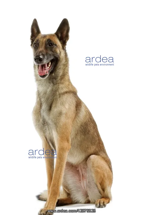 : Malinois / Belgian Shepherd Dog. Also know as Chien : Malinois / Belgian Shepherd Dog. Also know as Chien