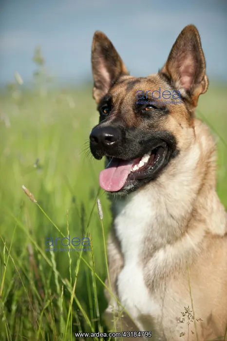 : Malinois or Belgian Shepherd Dog, portrait : Malinois or Belgian Shepherd Dog, portrait
