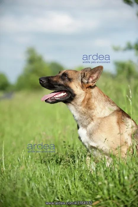: Malinois or Belgian Shepherd Dog, portrait : Malinois or Belgian Shepherd Dog, portrait