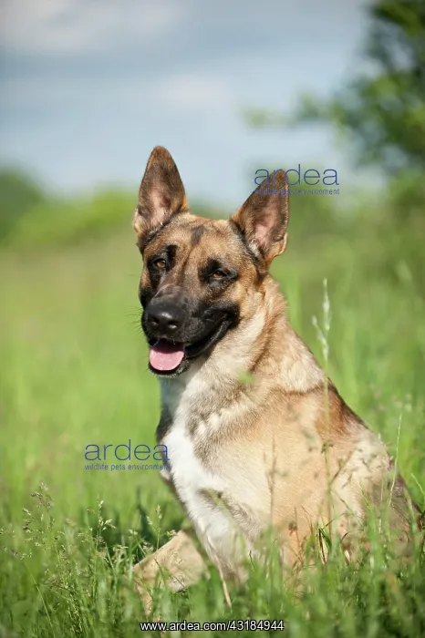 : Malinois or Belgian Shepherd Dog, portrait : Malinois or Belgian Shepherd Dog, portrait