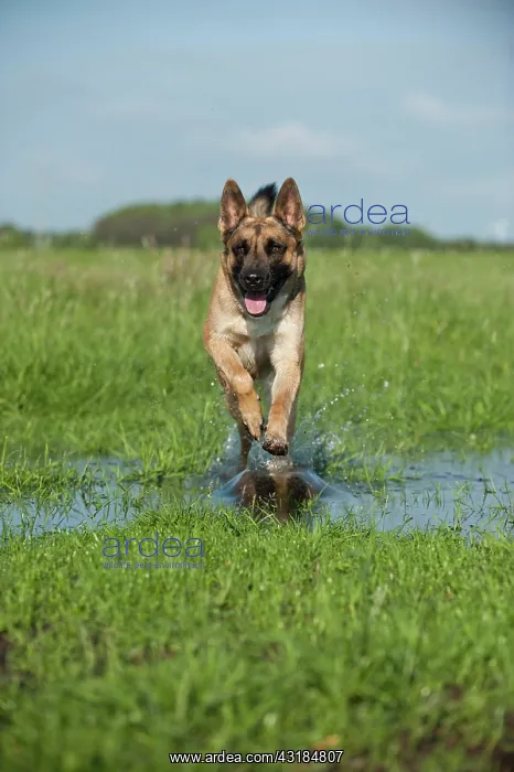 : Malinois or Belgian Shepherd Dog running across : Malinois or Belgian Shepherd Dog running across