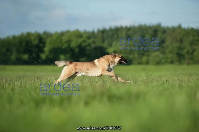 : Malinois or Belgian Shepherd Dog running across : Malinois or Belgian Shepherd Dog running across