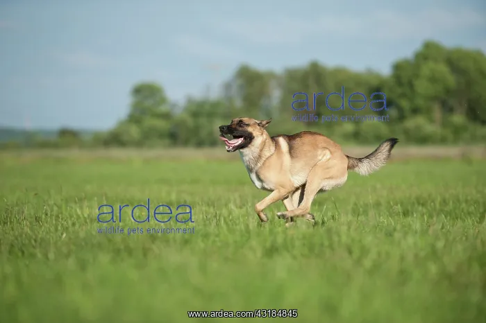 : Malinois or Belgian Shepherd Dog running across : Malinois or Belgian Shepherd Dog running across