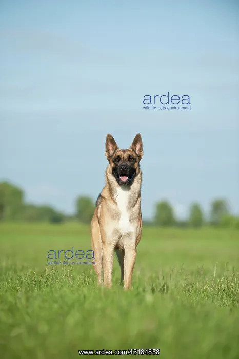 : Malinois or Belgian Shepherd Dog, standing : Malinois or Belgian Shepherd Dog, standing