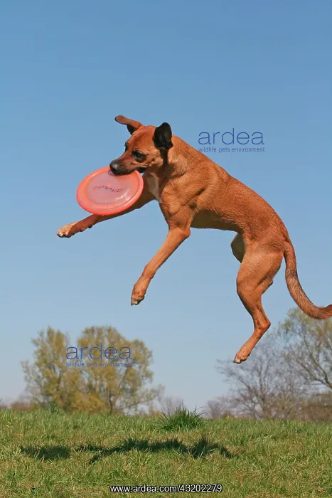 : Malinois hybrid catching a frisbee in mid-air Malinois : Malinois hybrid catching a frisbee in mid-air Malinois