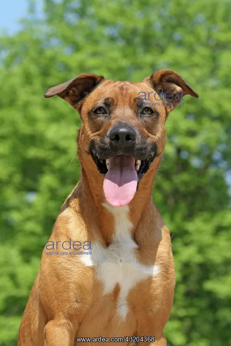 : Malinois hybrid, portrait Malinois Mischling, Portr&, x4d2c; : Malinois hybrid, portrait Malinois Mischling, Portr&, x4d2c;