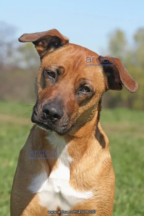 : Malinois hybrid, portrait Malinois Mischling, Portr&, x4d2c; : Malinois hybrid, portrait Malinois Mischling, Portr&, x4d2c;