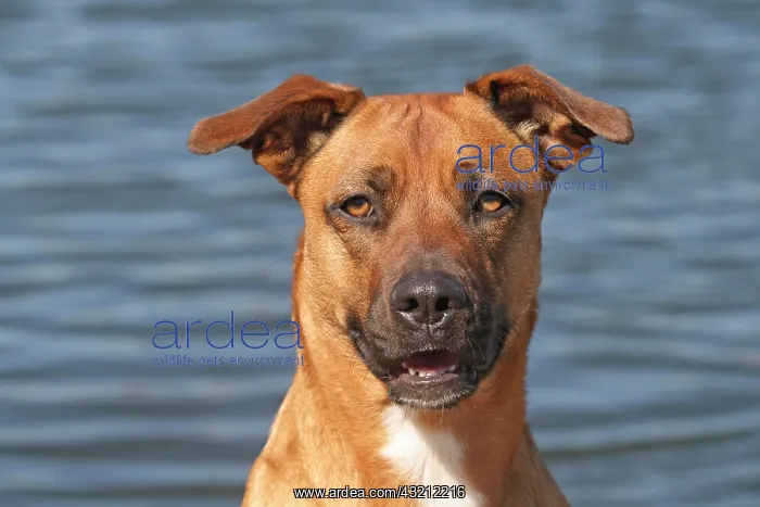 : Malinois hybrid, portrait, water in the back Malinois : Malinois hybrid, portrait, water in the back Malinois