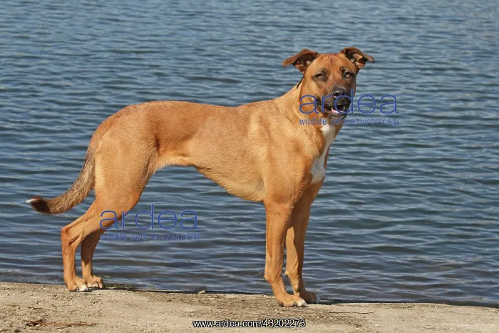 : Malinois hybrid standing at a lake Malinois Mischling : Malinois hybrid standing at a lake Malinois Mischling
