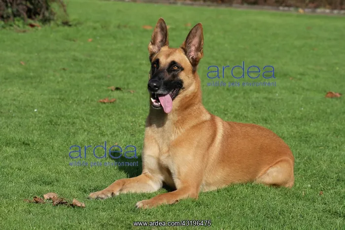 : Malinois lying on a meadow Malinois liegt auf der : Malinois lying on a meadow Malinois liegt auf der