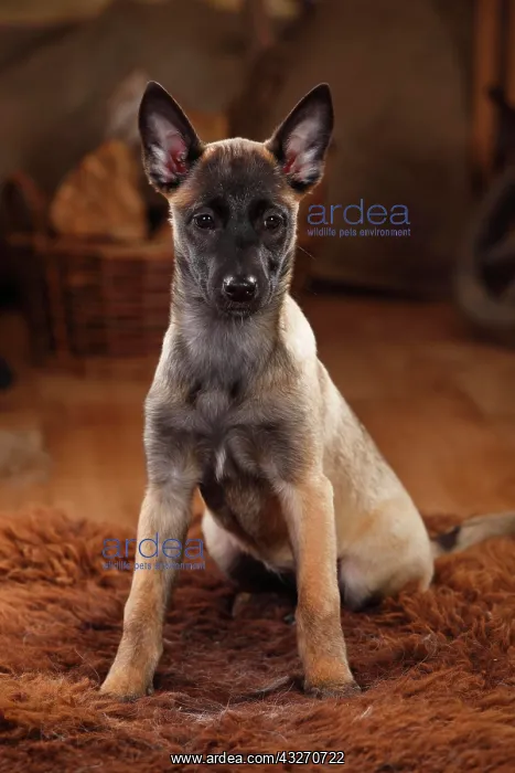 : Malinois, puppy, 3 months, sits on coat : Malinois, puppy, 3 months, sits on coat