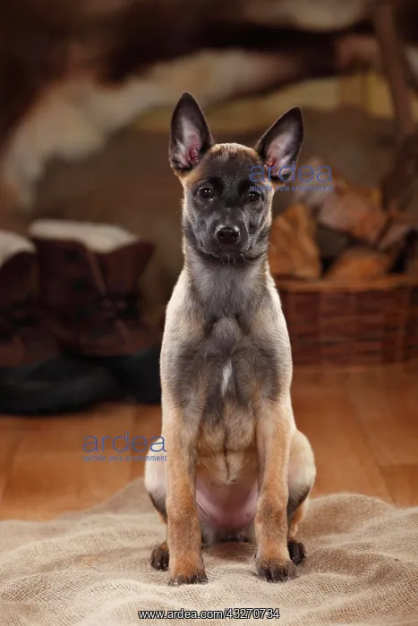 : Malinois, puppy, 3 months, sitting : Malinois, puppy, 3 months, sitting