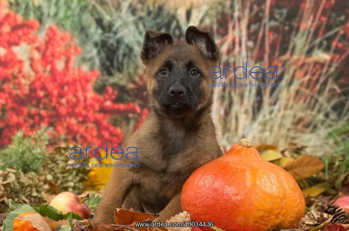  : Malinois puppy outdoors in autumn