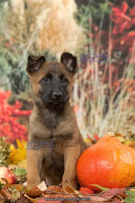  : Malinois puppy outdoors in autumn