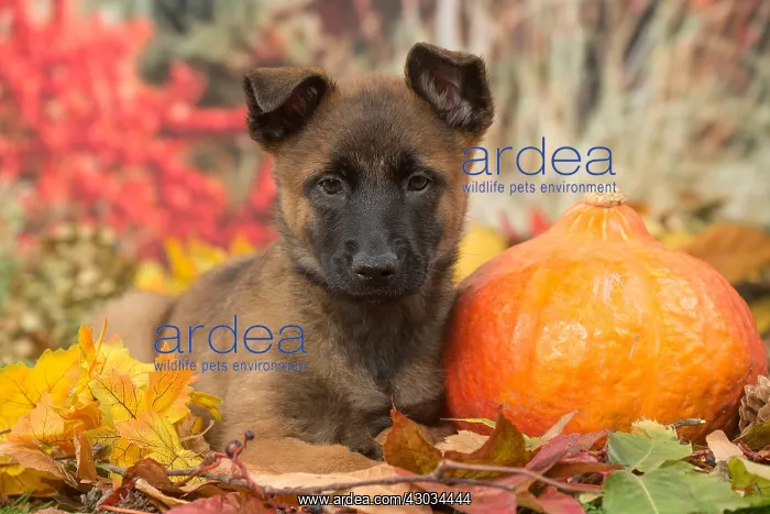 : Malinois puppy outdoors in autumn : Malinois puppy outdoors in autumn