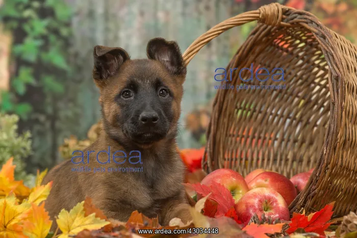  : Malinois puppy outdoors in autumn