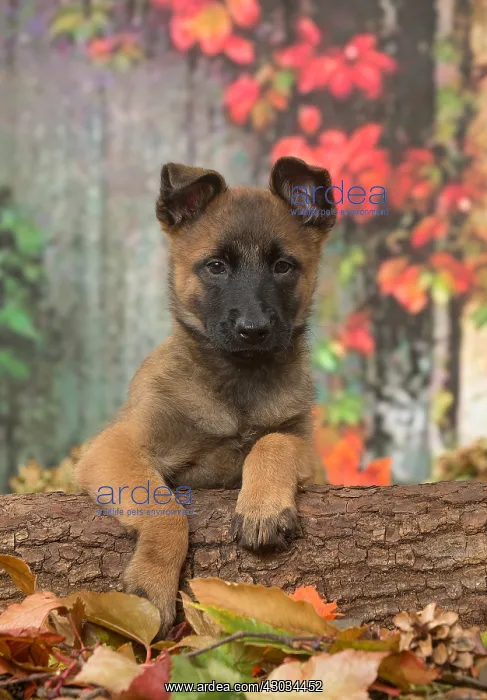  : Malinois puppy outdoors in autumn